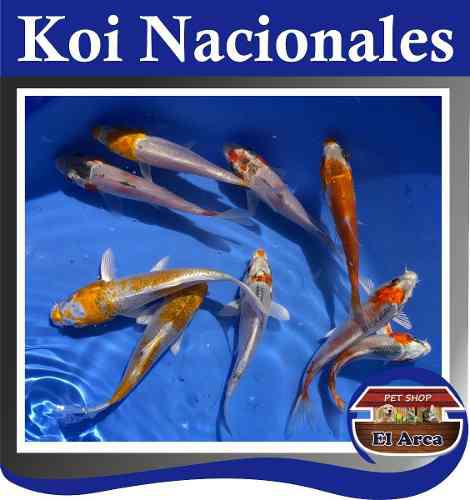 Carpas Koi Nacionales 8-10 Cm Estanques Lagunas