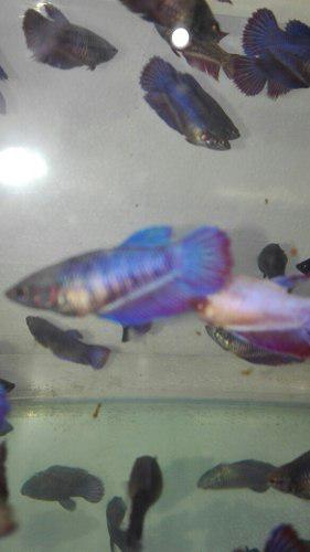 Peces Bettas Splendens Hembras Varios Colores