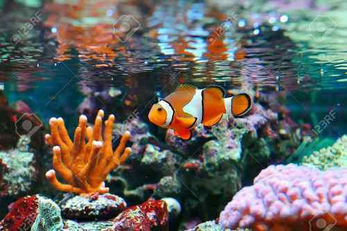 Pez Payaso, Ocellaris, Nemo, Peces Marinos