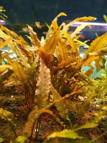 Plantas Acuáticas Cryptocoryne Wendtii Brown. X 1 Planta