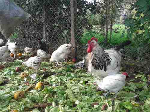 Gallos Y Gallinas Criados Libres, Excelente Sanidad