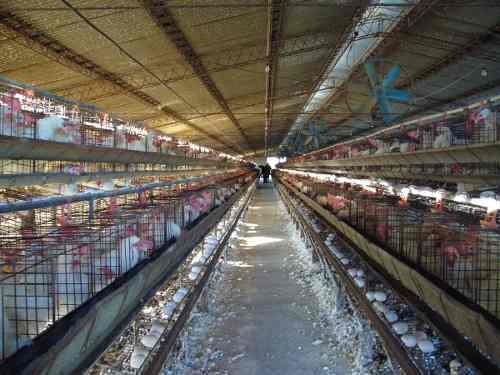 Jaulas Para Gallinas Ponedoras