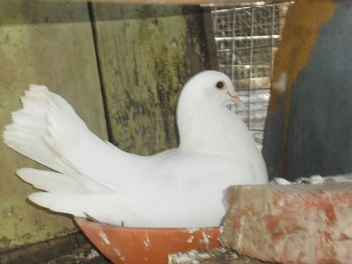 Palomas De Abanico Blancas Solamente, Por Casales