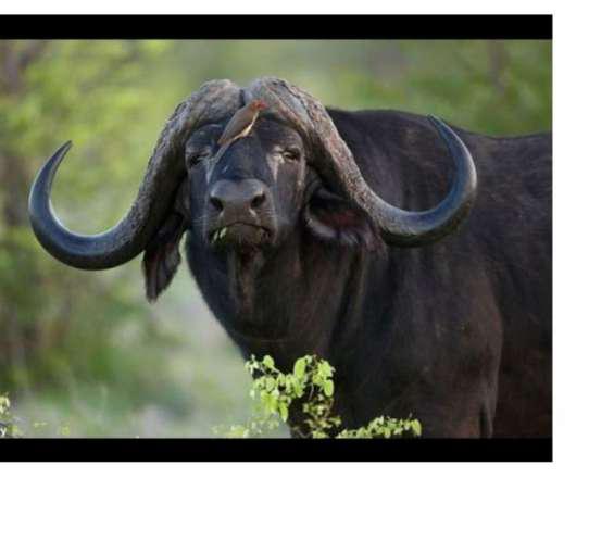 Compro bufalos para cria en Villa María