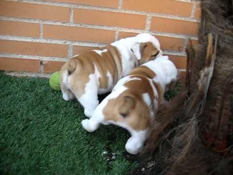 Dos cachorros bulldog ingles en Salta