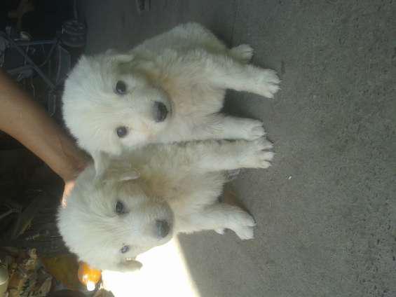 Vendo cachorros de ovejero hungaro kuvasz en Salta