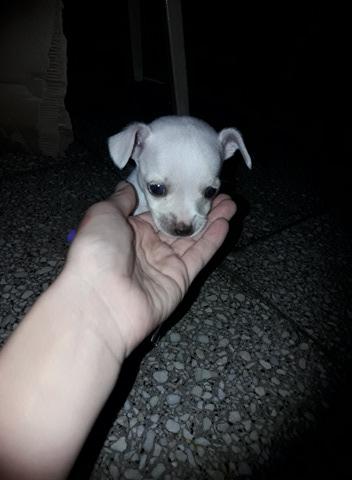 Vendo chihuahua blanco machito en Paraná