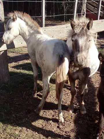 Vendo pony pelaje blanco hijo de pintados en Villa María