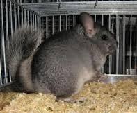 Chinchillas Mascotas