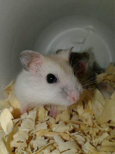 Hamster Ruso / Topo Ruso
