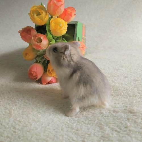 Hamsters Argentina - Adopcion - Voucher Para Donar