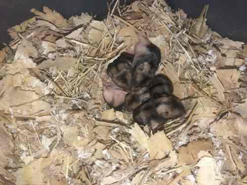 Hamsters Rusos Bebés (fotos De Los Padres)