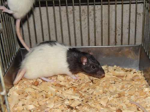 Ratas Ratones Mascotas Alimento Americanas De Laboratorio