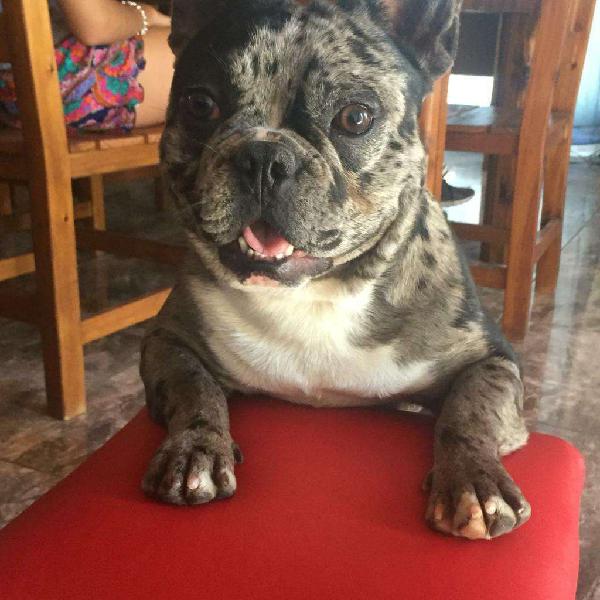 Bulldog Frances Merle en Servicio de Stu