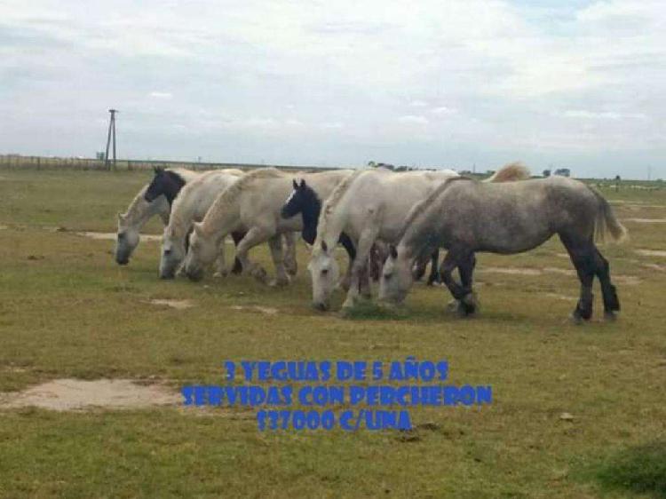 Caballos Raza Percheron