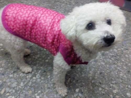 Campera Chaleco Mascotas Inflado Impermeable