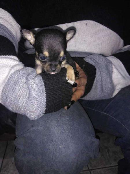 Chihuahua