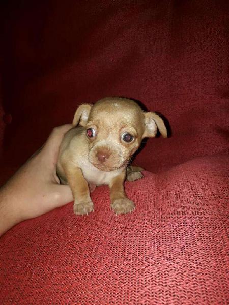 Chihuahuas Mini