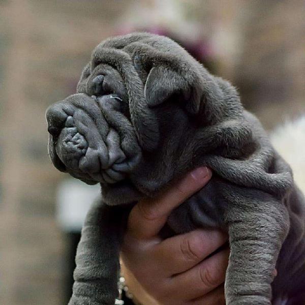 Vendo Cachorras Sharpei con Pedigree Fca