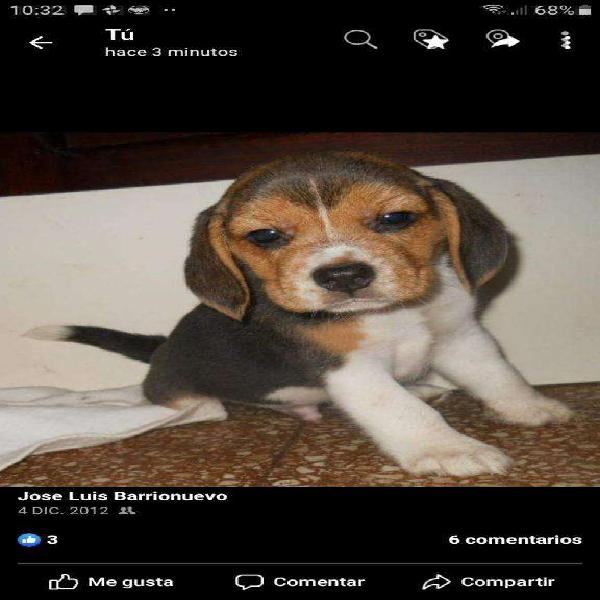 Beagle