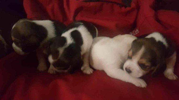 Cachorros Beagles Tricolor Machitos
