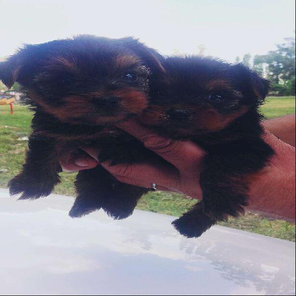 Cachorros Yorki Mini Mini
