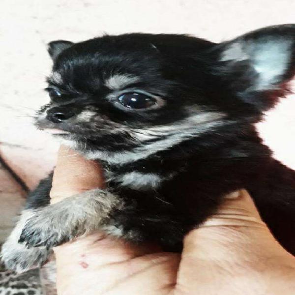 Chihuahua Mini Pelo Largo Macho