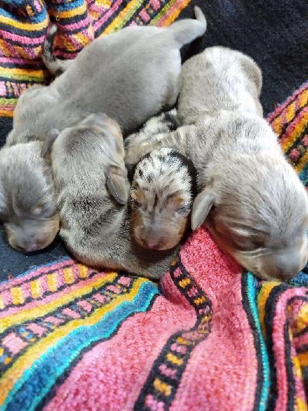 Dachshund Miniatura