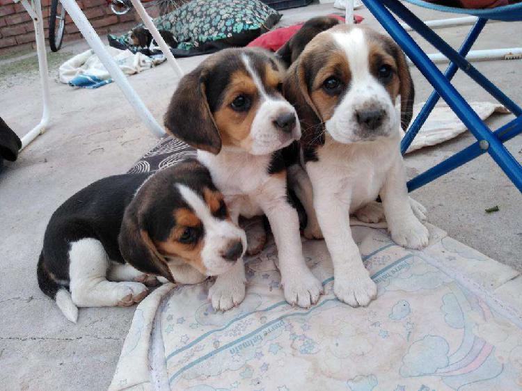 Hermosos cachorritos Beagle Tricolor!