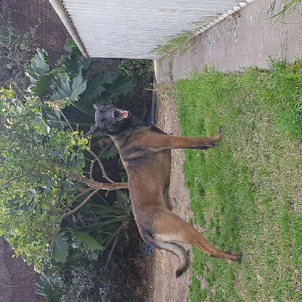 Ovejero Belga Malinois