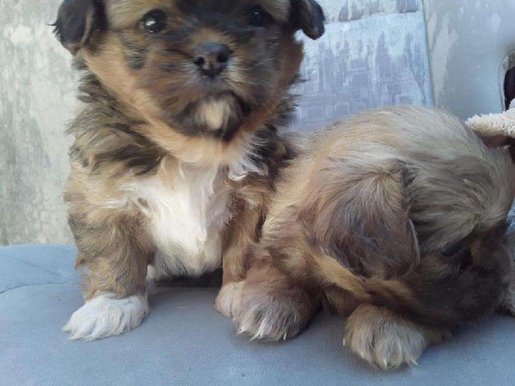 Vendo cachorritas shih tzu