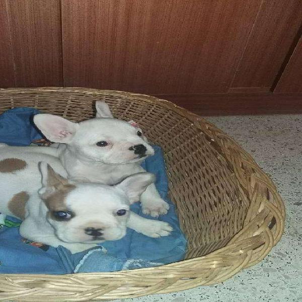 bulldog frances macho con fca