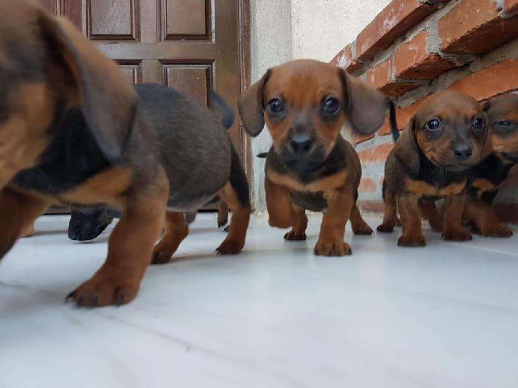 cachorros dachshunt salchichas