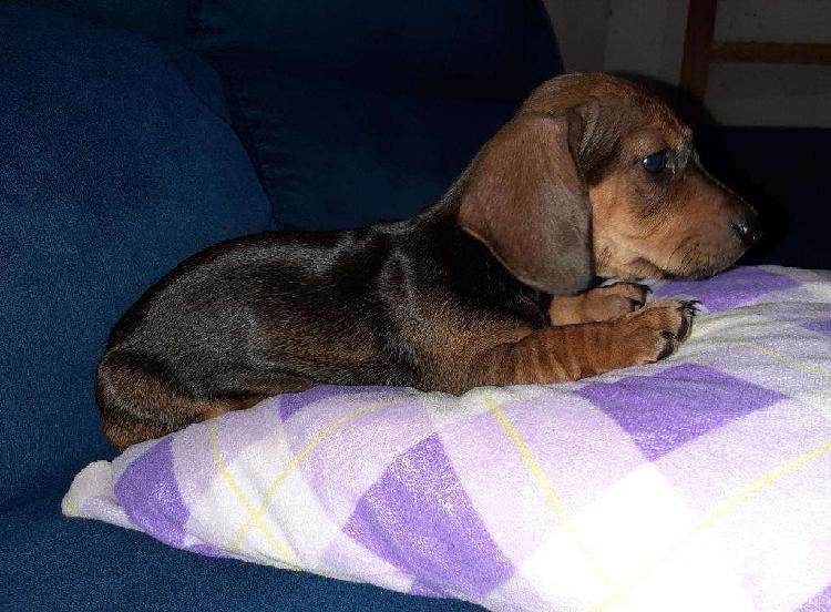 ltima Perrita Salchicha Dachshund Pura