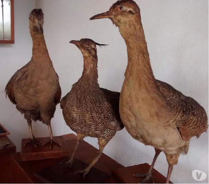 Adornos Animales Coloradas, copetonas