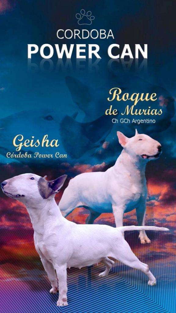 Bull terrier cachorros