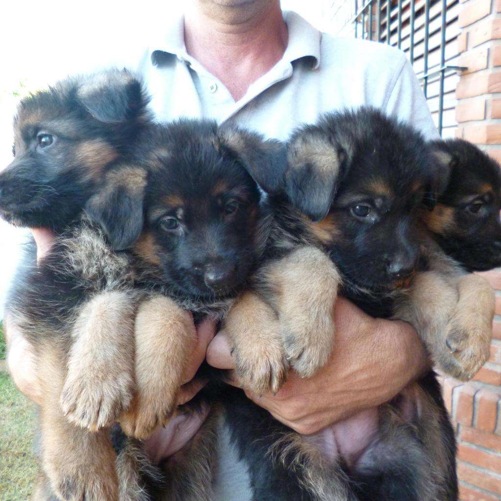 cachorros de ovejero aleman