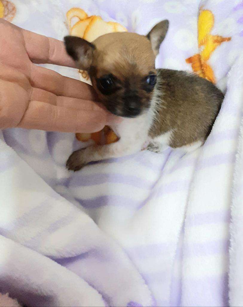 Cachorrita Chihuahua Miniatura