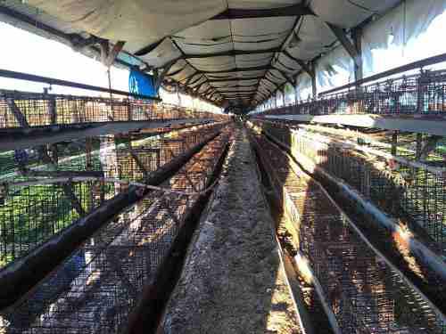 Jaulas Para 1000 Gallinas Ponedoras Con Bebederos Envíos