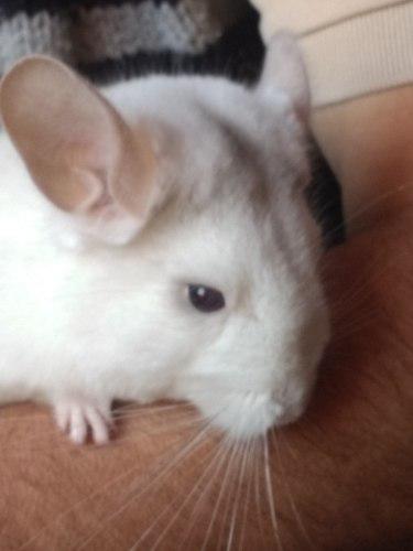 Chinchilla Hembra Para Mascota. Hembra, Blanca