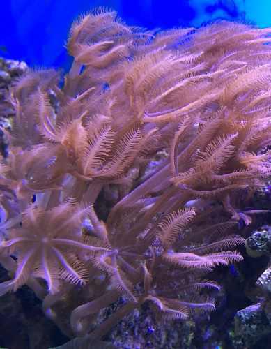 Coral Blando Anthelia Reef Marinos Facíl Mantenimiento