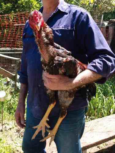 Gallo Indio Gigante Joven De Buena Genética,buen