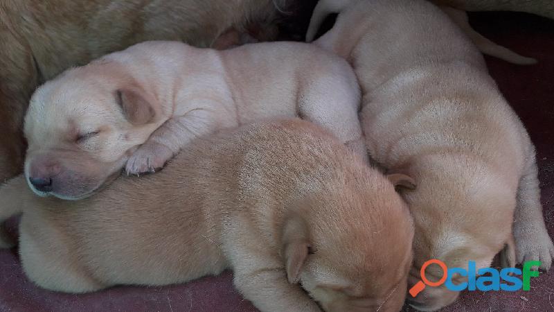 Vendo labradores dorados