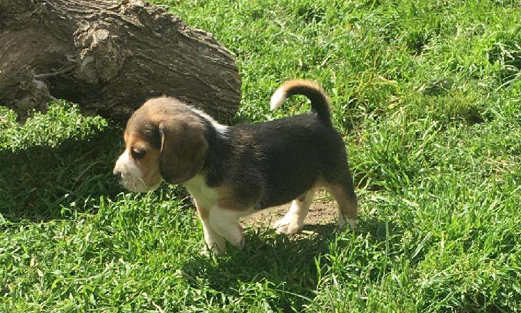 Beagles Macho