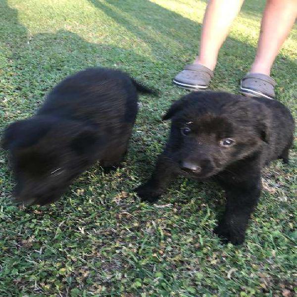 CACHORROS LABRADOR NEGRO padre chocolate madre negra ROSARIO