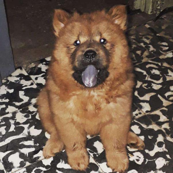 Cachorra Chowchow