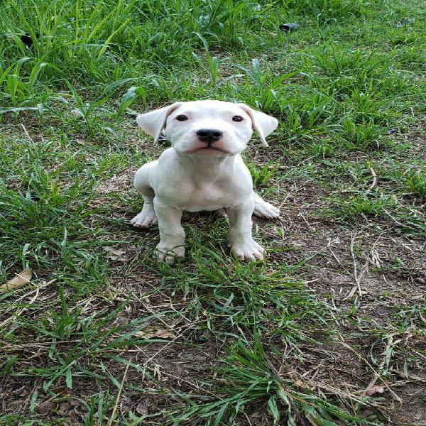 Cachorro Dogo Argentino