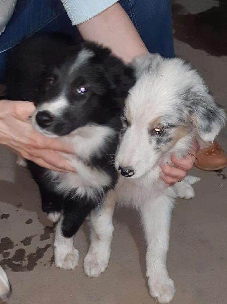 Cachorros Border Collie Disponibles