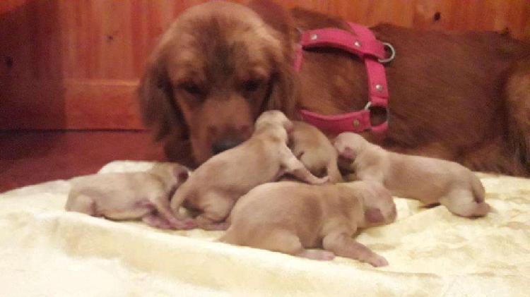 Cachorros Golden Retriever