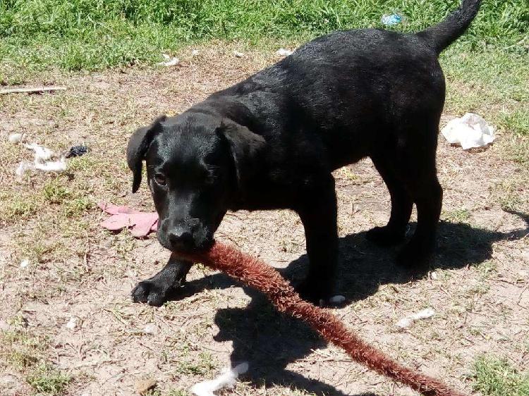 Cachorros Labrador Negros